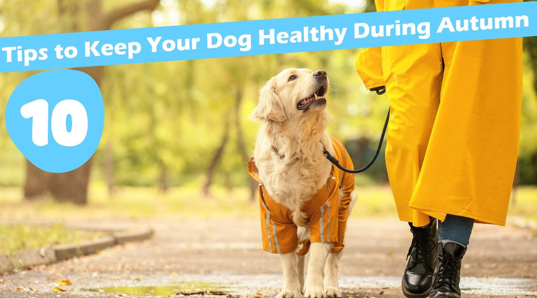 10 Tips to Keep Your Dog Healthy During Autumn