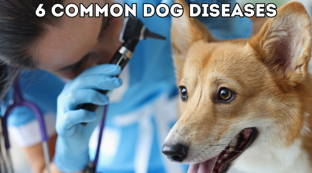 6 Common Dog Diseases: Prevention and Awareness