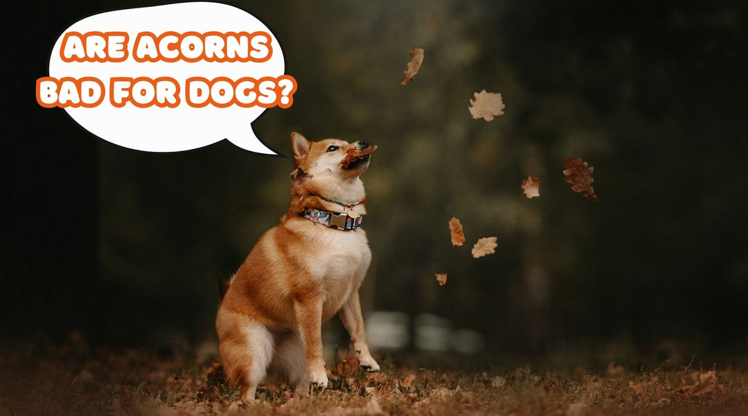 Acorns and Other Tree Nuts: A Dangerous Temptation for Dogs