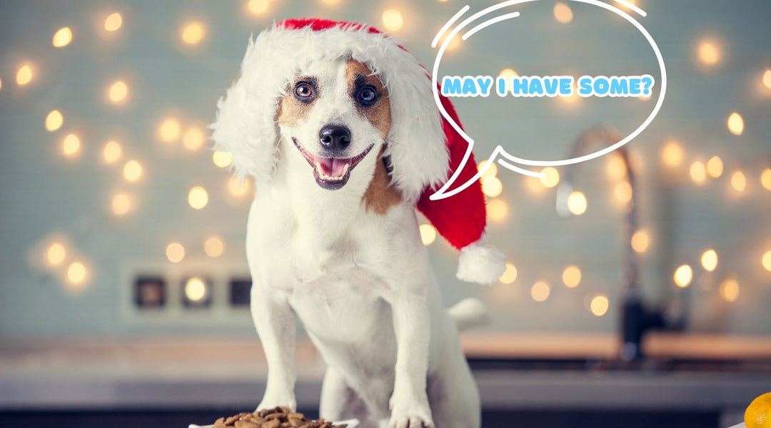 Ensuring a Safe and Festive Feast: Christmas Foods for Your Dog