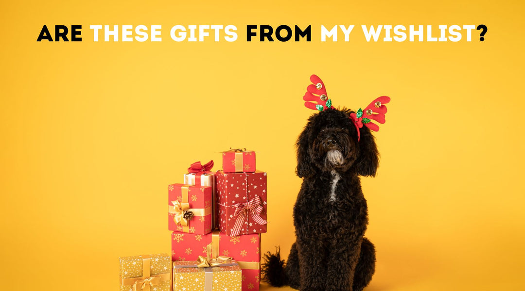 10 Christmas Gift Ideas for Your Dog