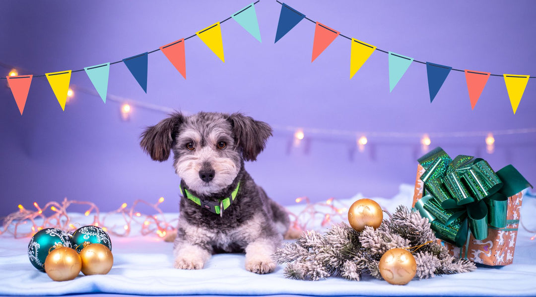 Celebrating Holiday Festivities with Your Furry Friends: Creative Ideas for Dog Owners