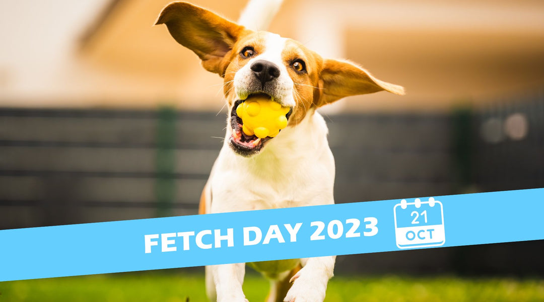 Unleash the Fun: Celebrating Fetch Day with Your Furry Mate