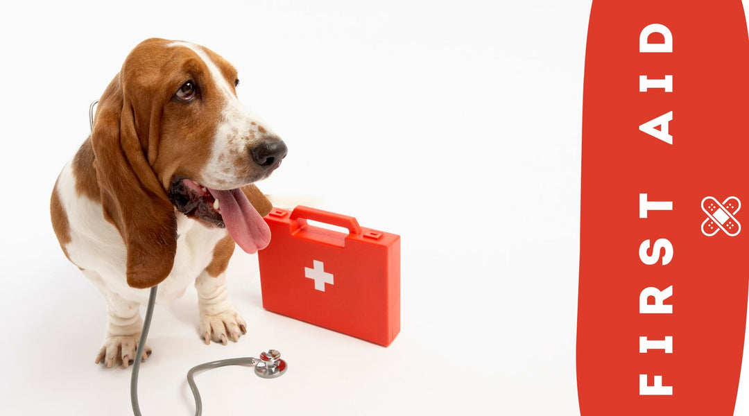 A Comprehensive Guide to Dog First Aid: Keeping Your Canine Companion Safe and Sound