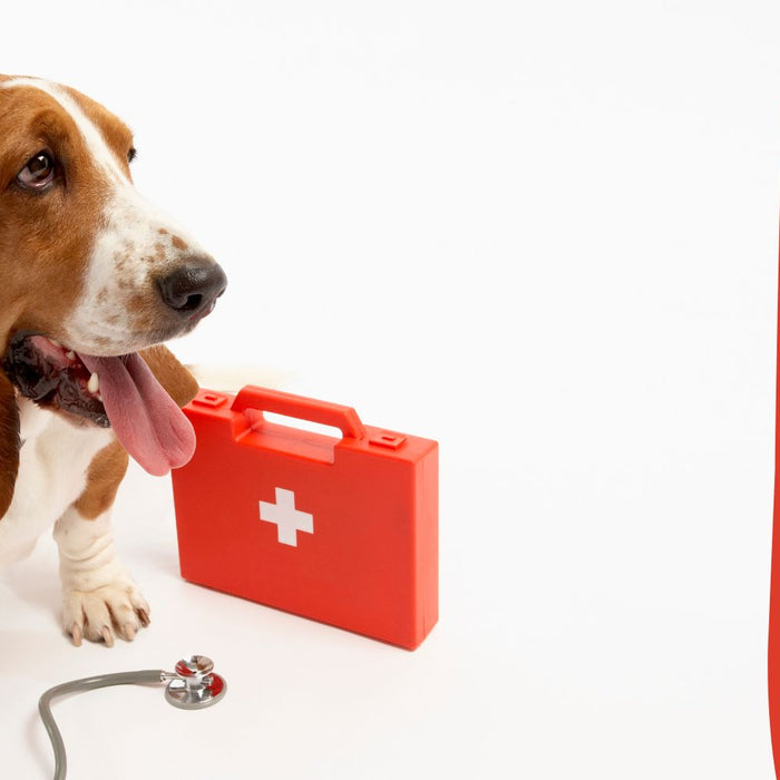 A Comprehensive Guide to Dog First Aid: Keeping Your Canine Companion Safe and Sound