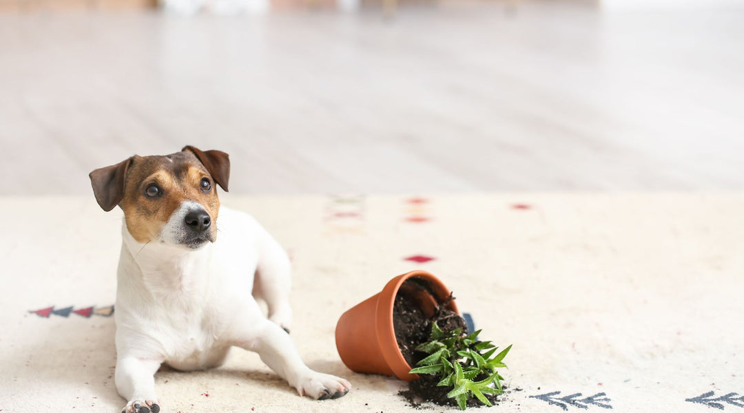 7 Effective Ways to Foster Good Behaviour in Your Puppy