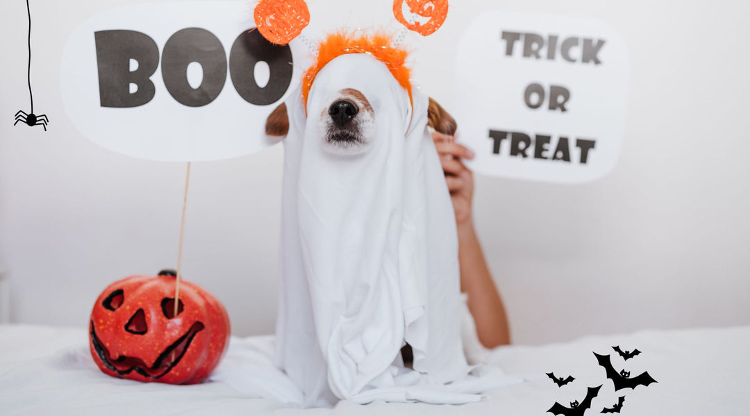 Dressing Your Dog for Halloween: A Spooky Guide!