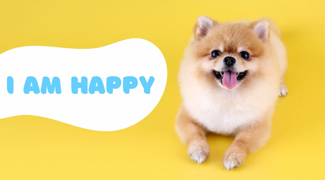 Signs That Your Dog is Truly Happy