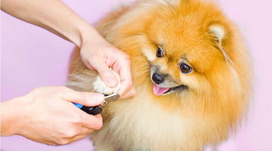 The Essential Guide to Dog Nail Trimming