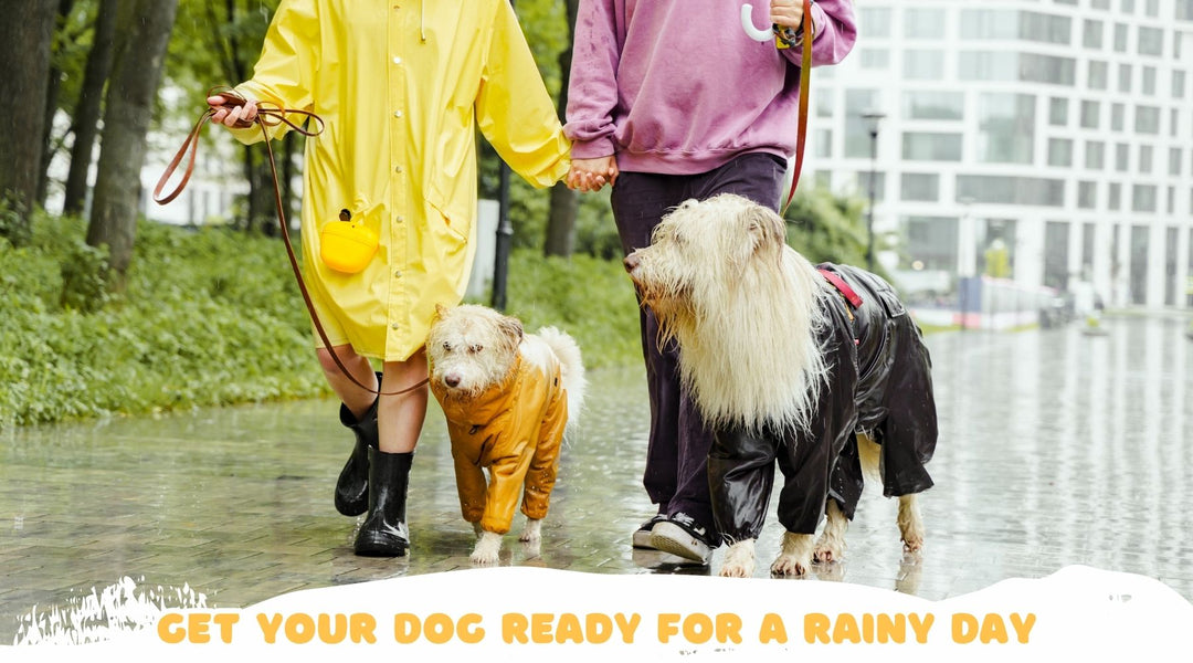 Mastering Rainy Day Walks: Top Tips for Keeping Your Canine Companion Happy and Dry