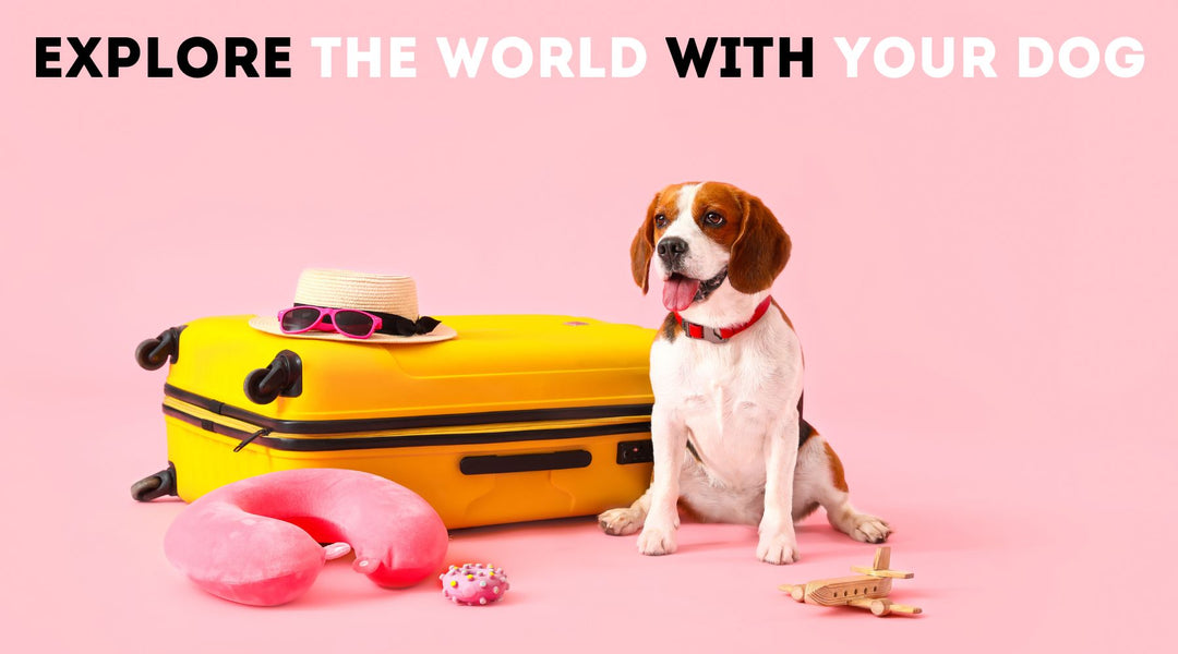 Exploring the World Together: The Joys and Considerations of Travelling with Your Dog