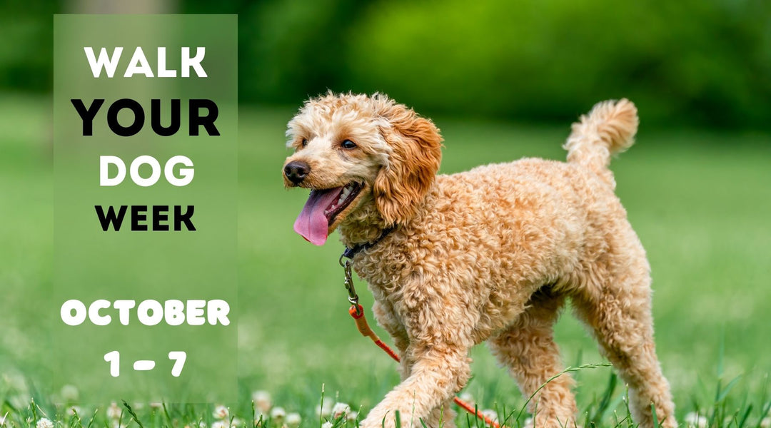 Celebrating: Walk Your Dog Week