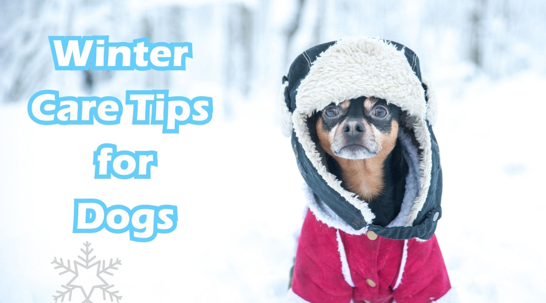 Winter Care Tips for Dogs