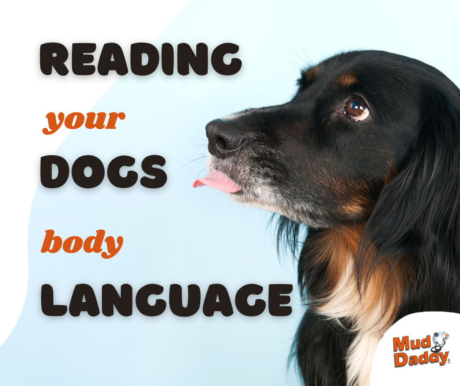 The ultimate guide to reading your dog’s body language