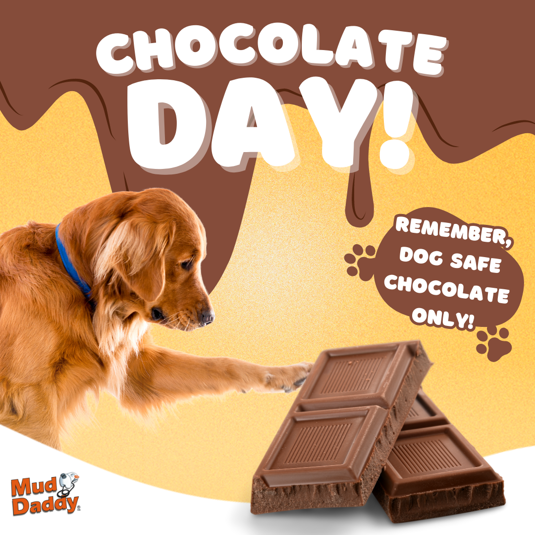 Chocolate Day! 🍫🐕