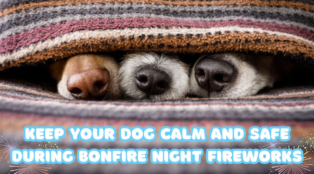 Keep Your Dog Calm and Safe During Bonfire Night Fireworks