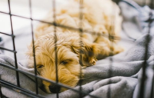 How to get a puppy to sleep in their crate at night