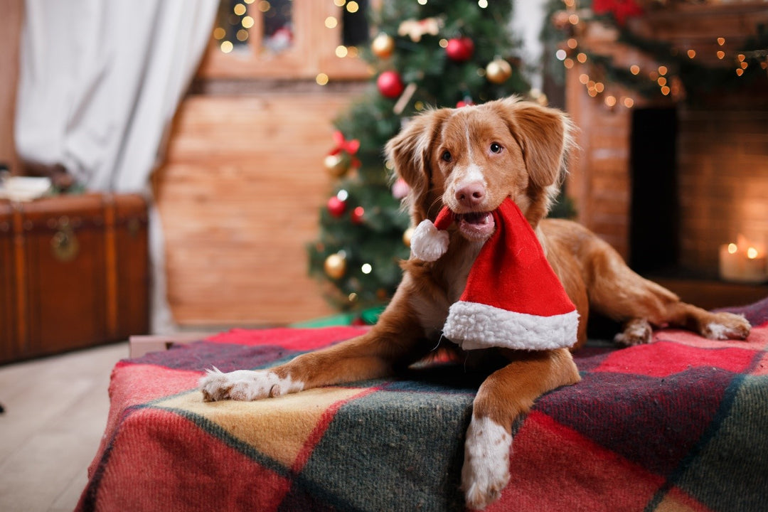 The ultimate guide to having a safe and stress free Christmas with your dog