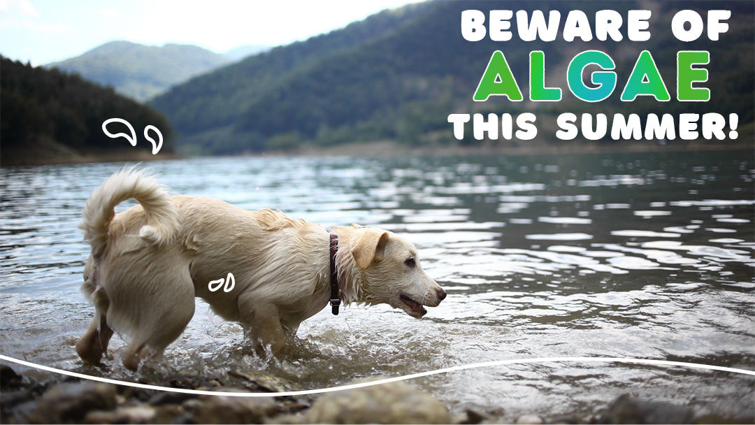 Beware of Algae This Summer!