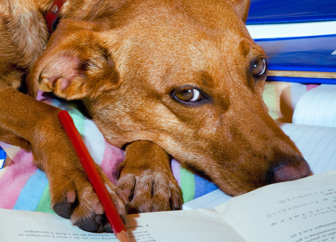 A+ in Pet Safety: Back to School Preparations for Pet Owners