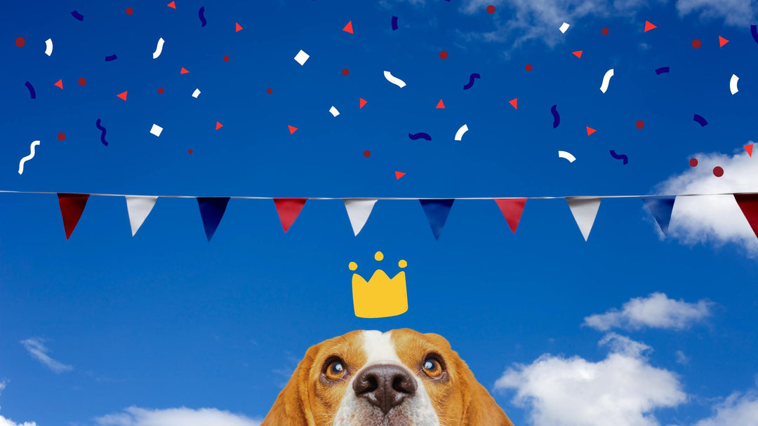 Paws For Celebration: How to keep you pet safe during the Coronation weekend