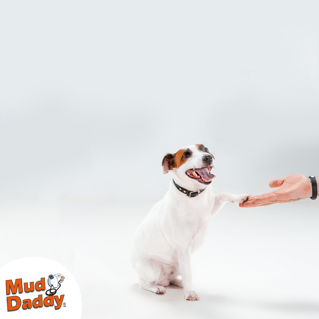 The ultimate guide to dominance in dog training