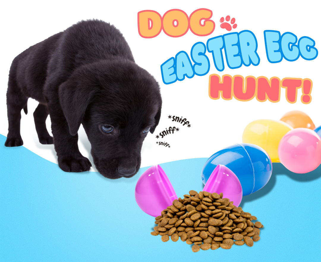 Easter Fun: Creating a Dog Friendly Egg Hunt!