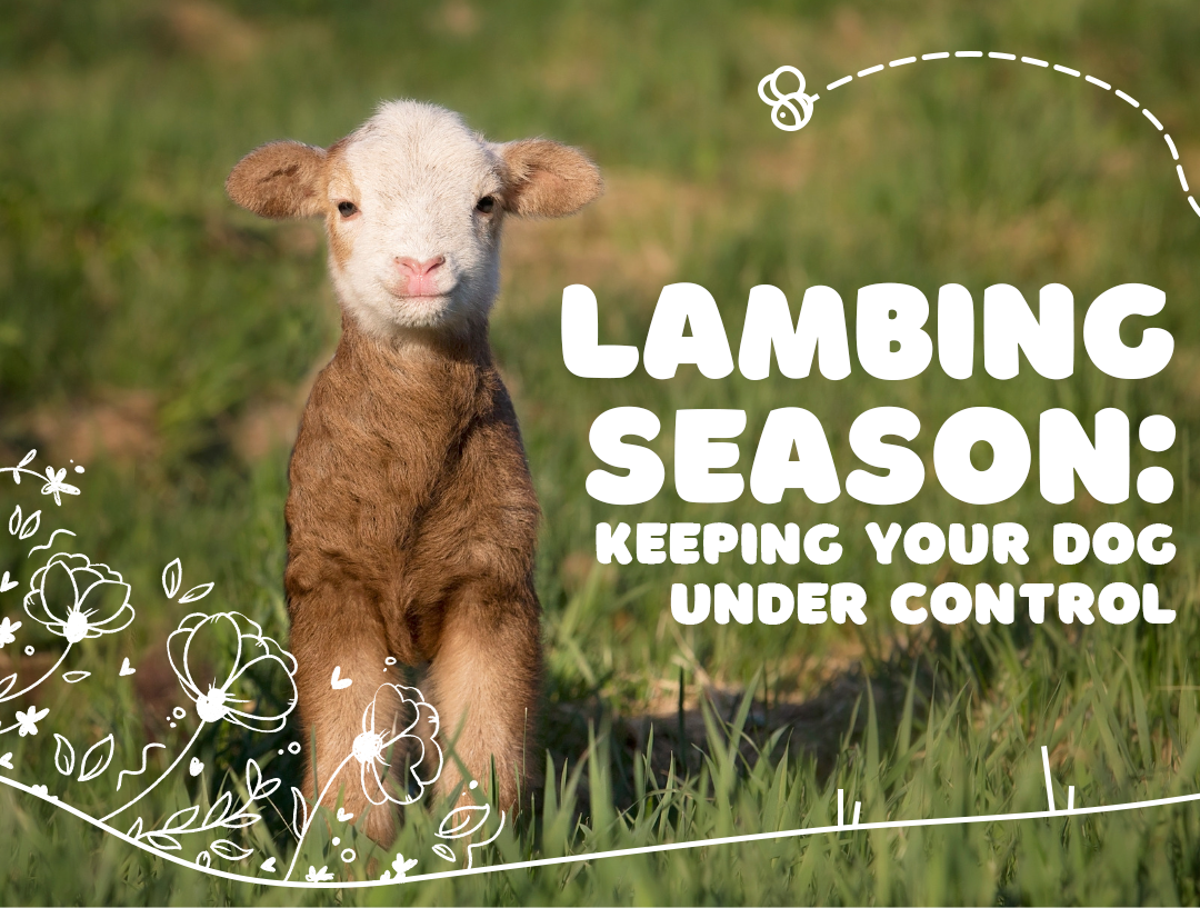 Lambing Season: Keeping your dog under control