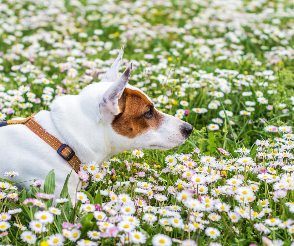 Toxic Plants for Dogs in Spring 💐