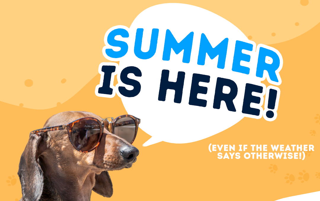 Schools out! 4 things to do with your Dog this Summer! 😎