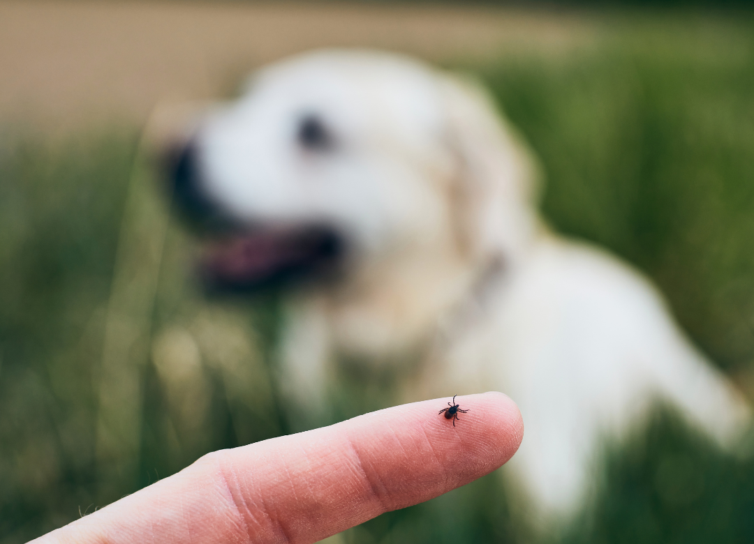 Ticks & Dogs: Summer Safety Guide