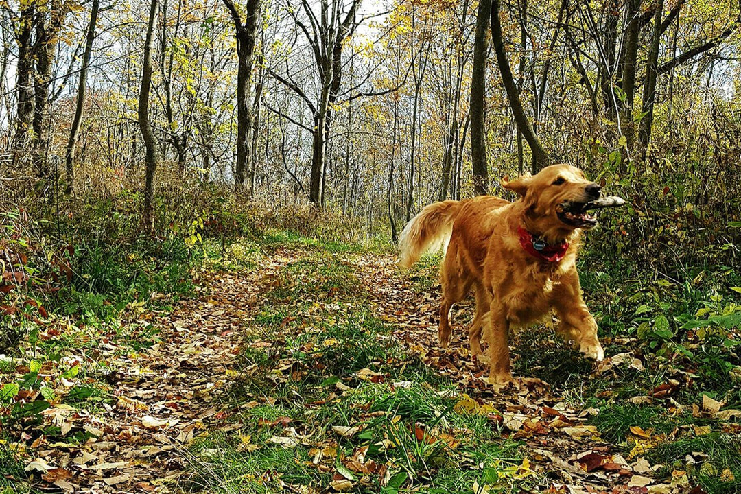 Ticks on dogs: how to spot them and get rid of them | muddaddy.co.uk