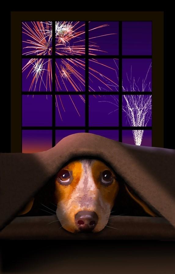 What to do when your dog develops a fear of fireworks | muddaddy.co.uk